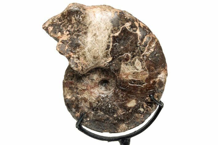 Cretaceous Ammonite (Mammites) Fossil with Metal Stand - Morocco #217435